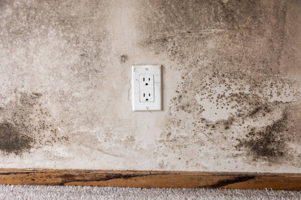 Environmental Consulting for Mold Prevention in St Georges, DE